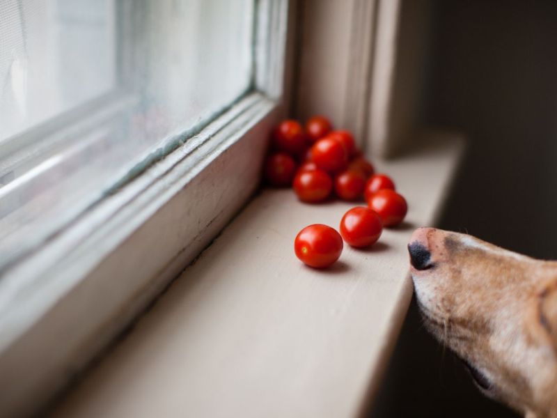 Dürfen Hunde gefahrlos Tomaten fressen?