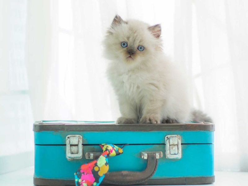 Reisen mit Katzen: So wird der Urlaub stressfrei