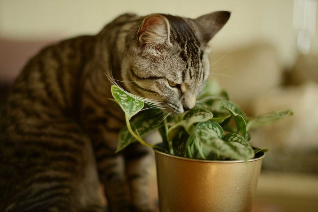 Katze schnuppert an Zimmerpflanze