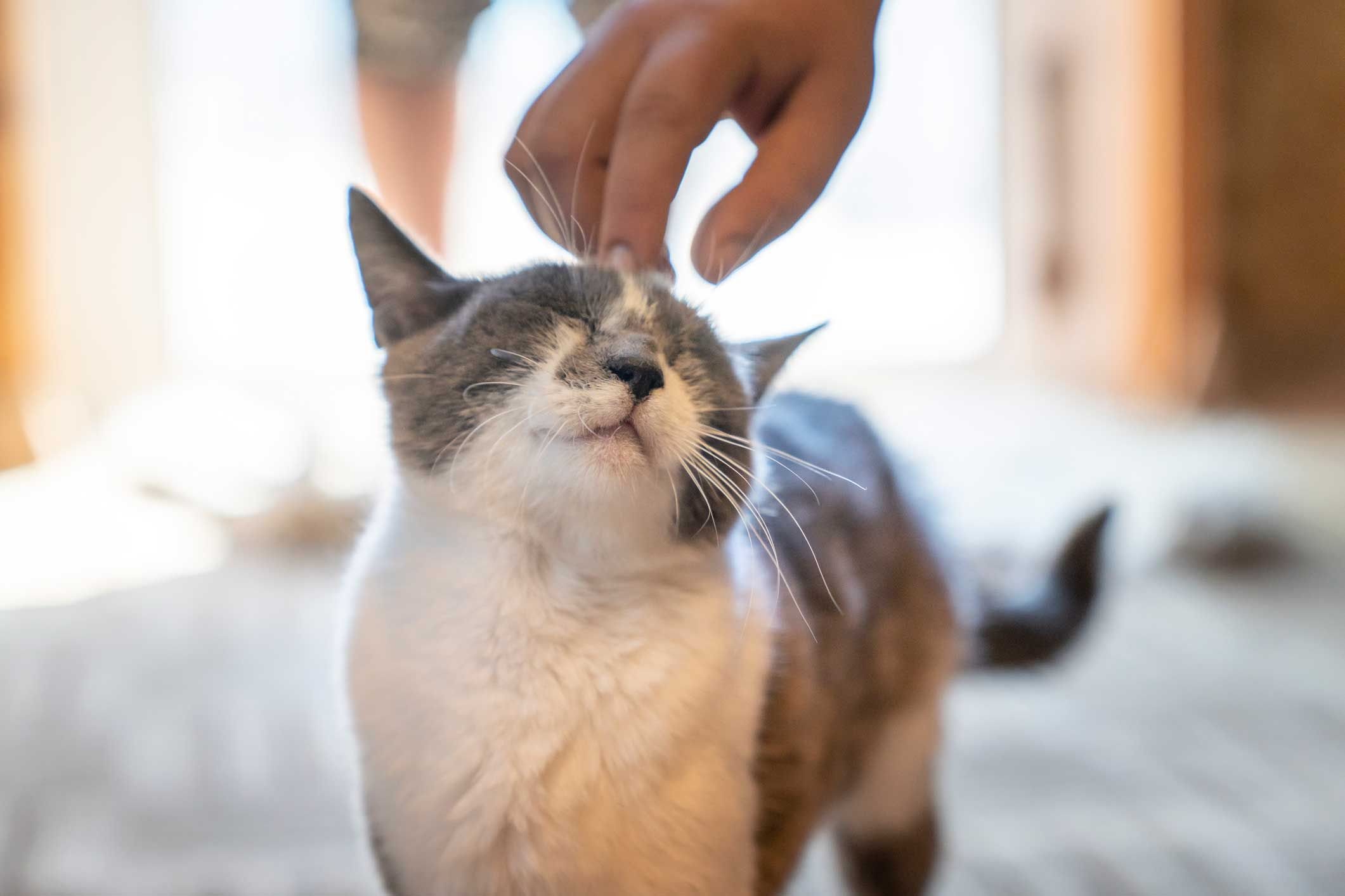 Katzenurin sollte direkt entfernt werden