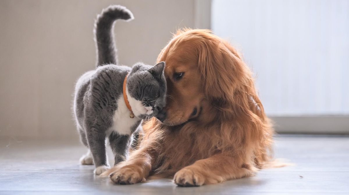 Hunde und Katzen sind manchmal beste Freunde: Dürfen sie ihr Futter teilen?