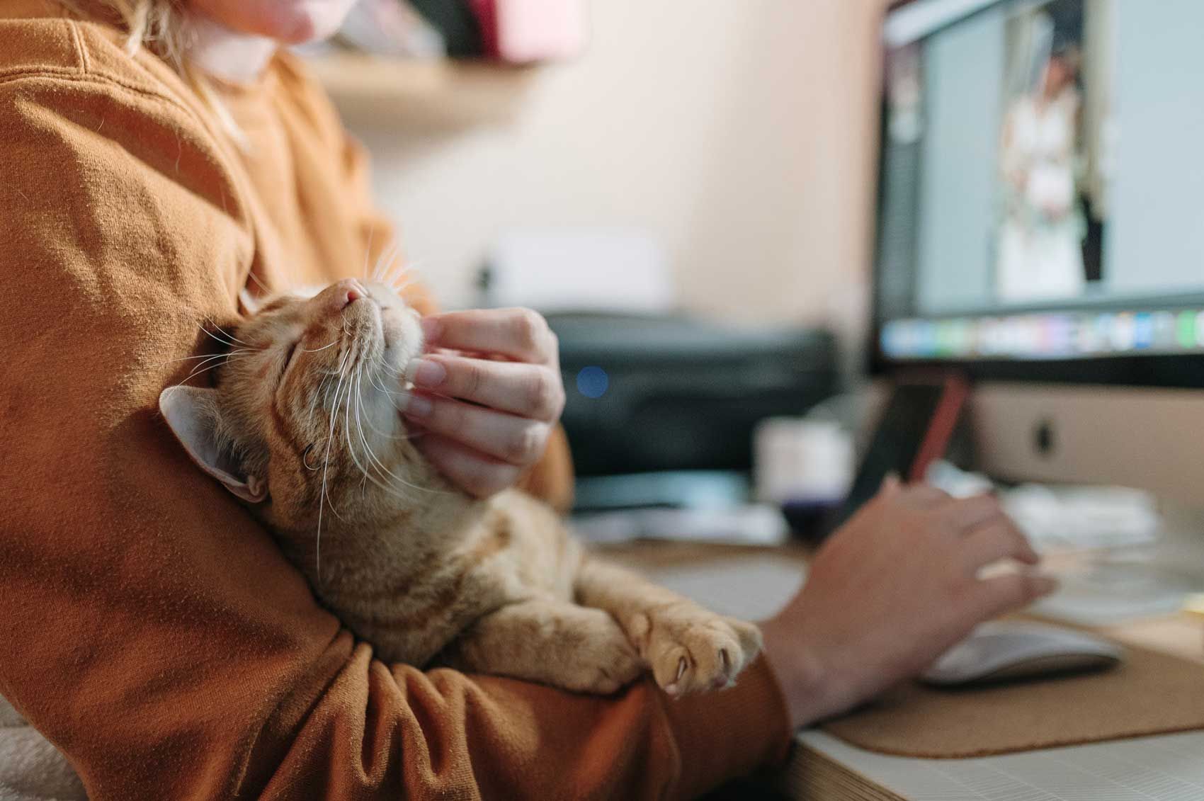 Katze sitzt auf dem Schoß und lässt sich streicheln. Sie schnurrt und ist zufrieden