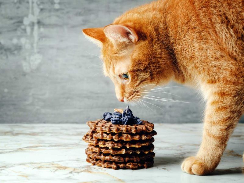 Dürfen Katzen eigentlich Schokolade fressen?