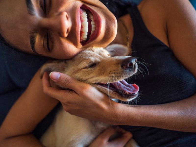 Hunde-Studie: Das sagt die Rasse über den Charakter des Besitzers aus