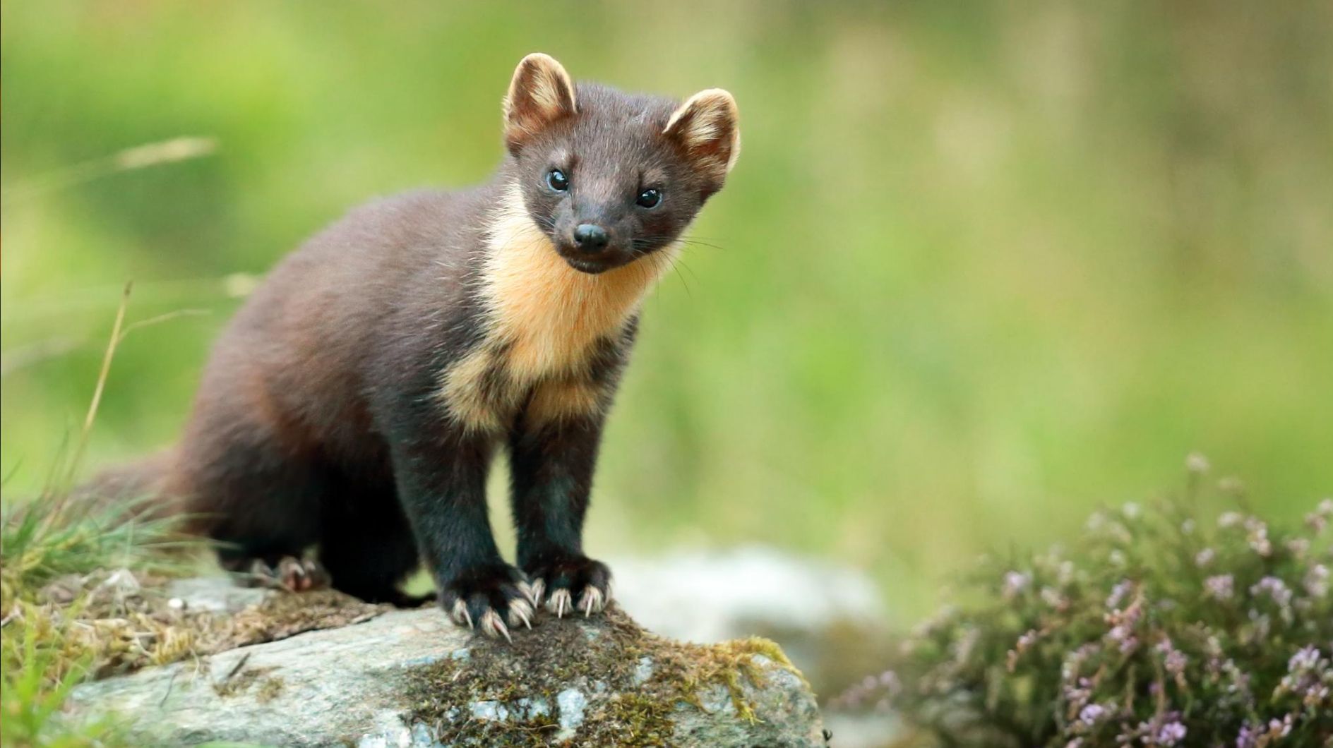 Marderschreck Ultraschall Marderabwehr Katzenschreck Marderschutz