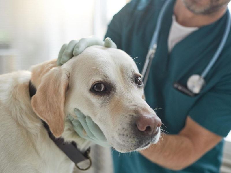 Neue Gebührenordnung: Besuch beim Tierarzt wird ab November teurer