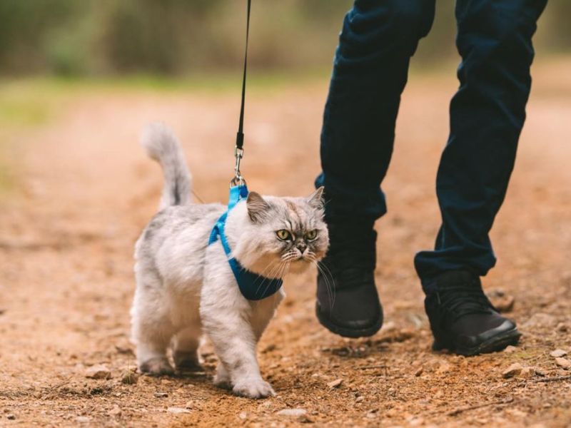 Katze an Leine gewöhnen