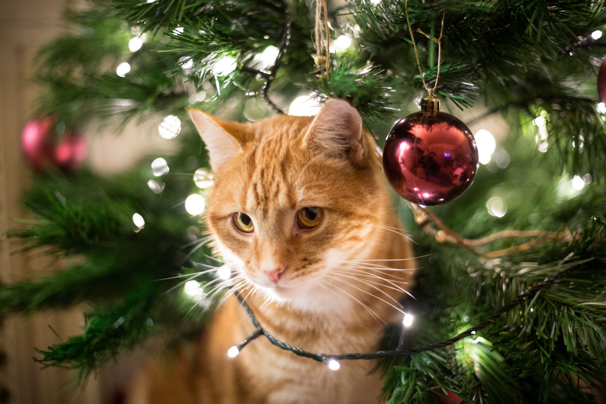 Haustier Gefahren an Weihnachten