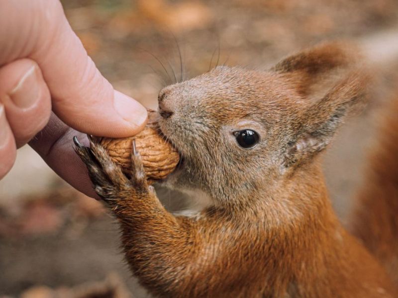 Eichhörnchen richtig füttern: Darauf solltet ihr achten