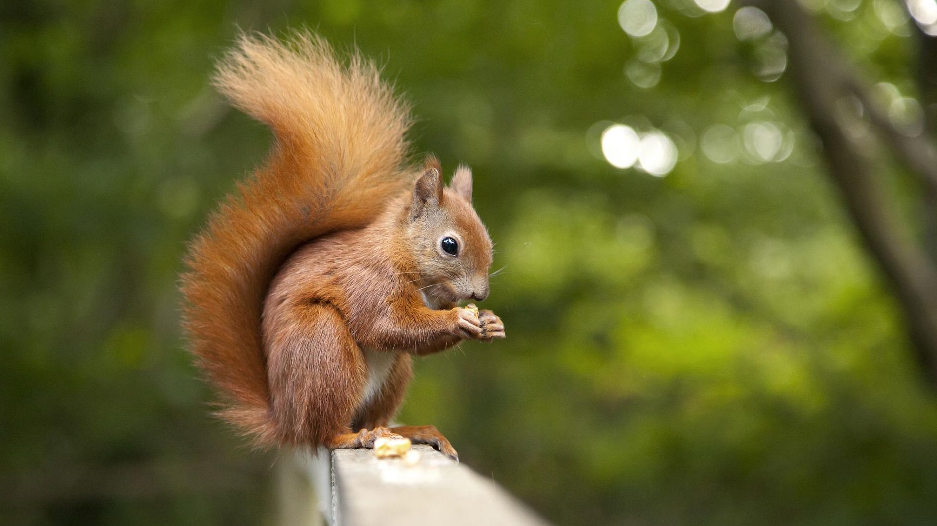 Rotes Eichhörnchen Rotes Eichhörnchen