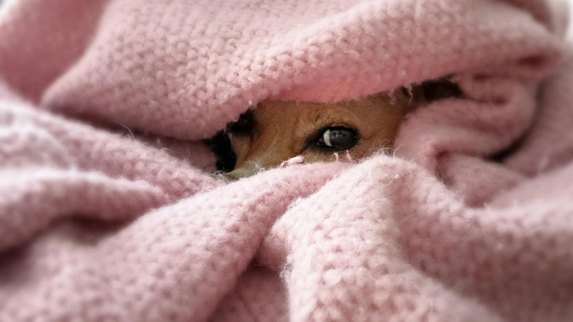 Hund fürchtet sich an Silvester