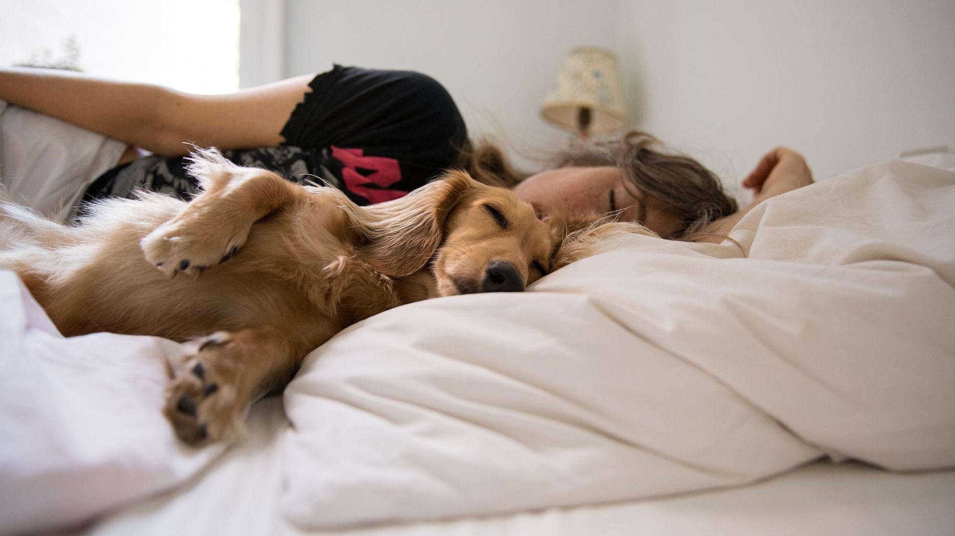 Hund in Bett Hund in Bett