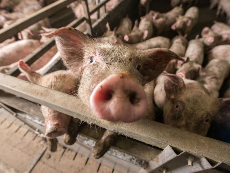 Warum es nicht ausreicht, nur kein Fleisch mehr zu essen