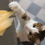 Dürfen Katzen Käse essen?