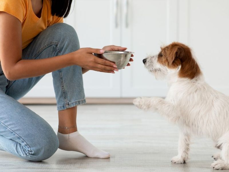 Warum du deinen Hund nicht nach 17 Uhr füttern solltest