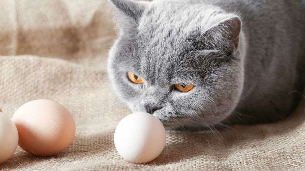 Katze schnüffelt an Ei