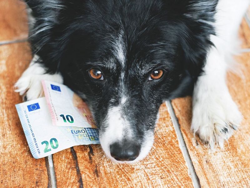 Wie viel kostet ein Hund?