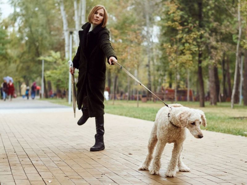 Hund zieht an der Leine Tipps & Tricks
