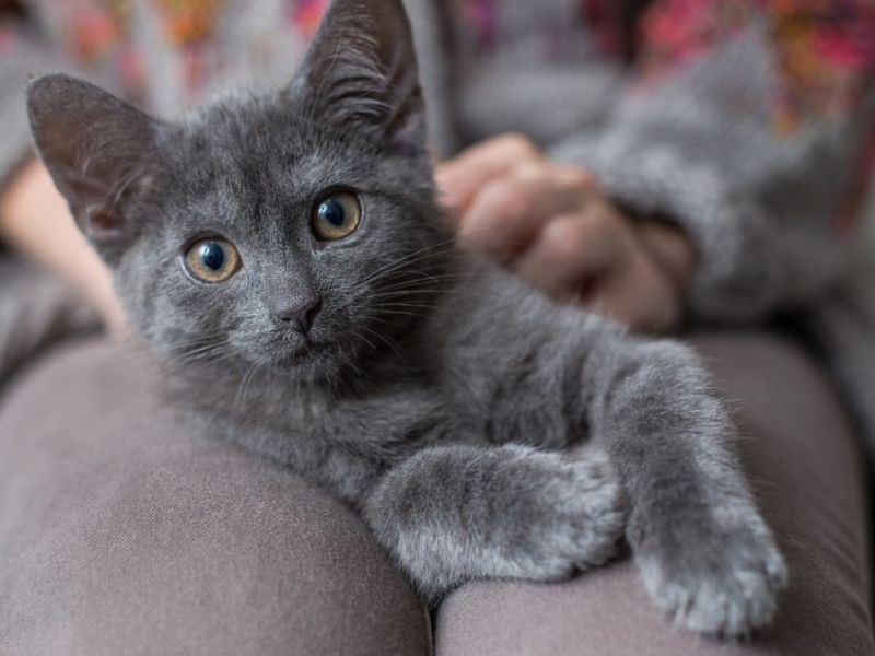 Katzen, die nicht haaren