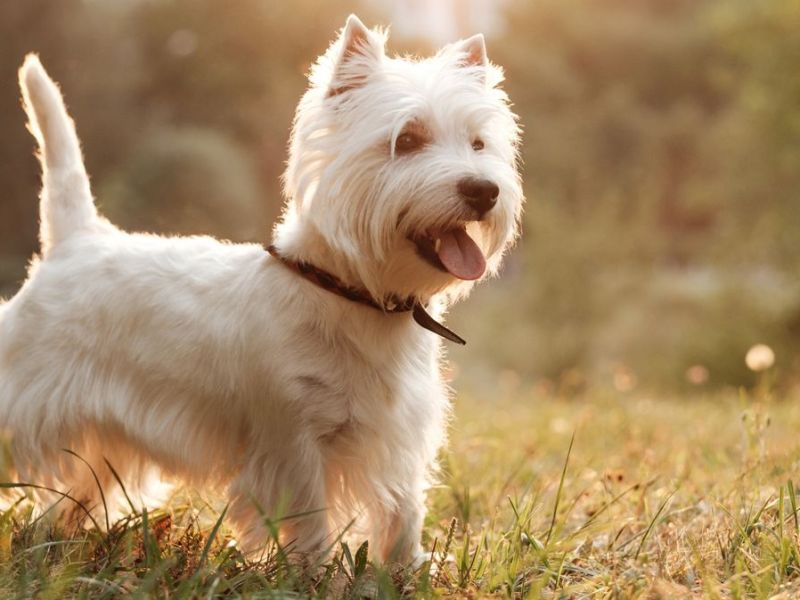 West Highland White Terrier (Westi) sind dafür bekannt, nur wenig Haare zu verlieren.