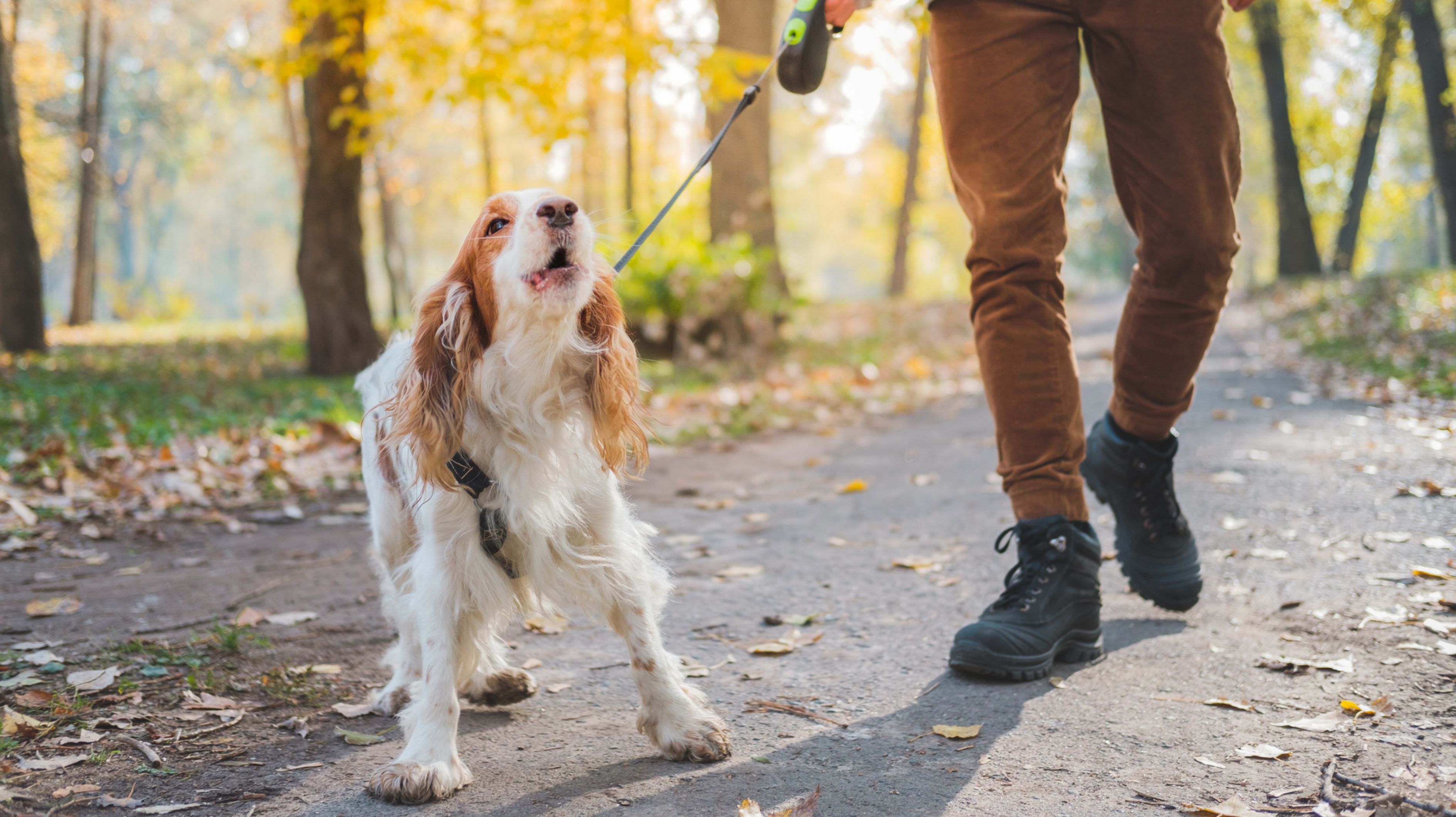 Hund das Bellen abgewöhnen: Tipps & Übungen