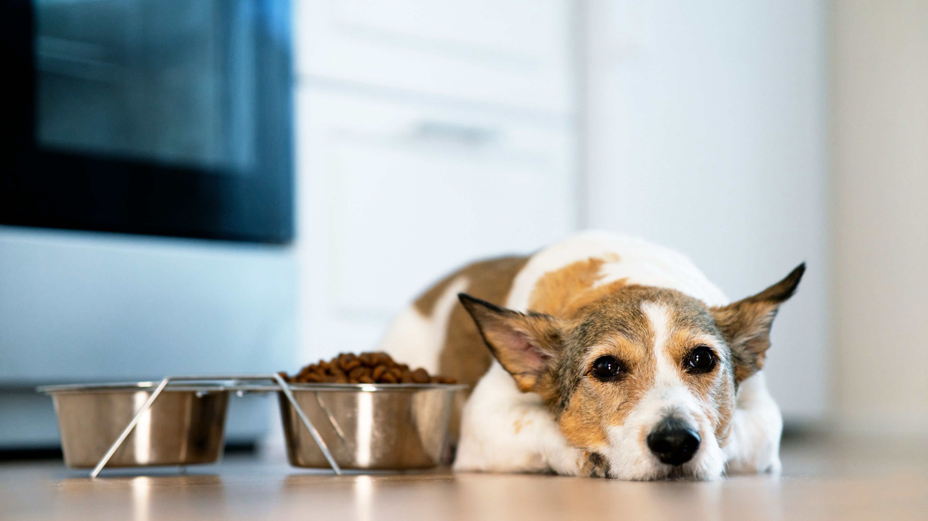 Hund verliert Appetit: Ursachen & Tipps