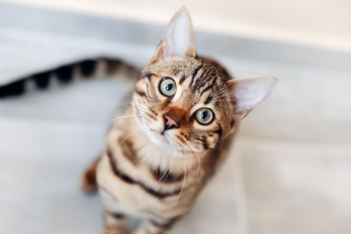 Eine Bengal-Katze guckt in die Kamera