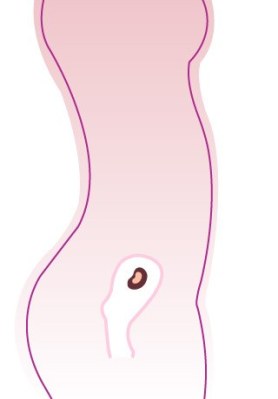 Entwicklung-Embryo, Entwicklung-Baby: 8 SSW (Schwangerschaftswoche)