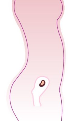 Entwicklung-Embryo, Entwicklung-Baby: 9 SSW (Schwangerschaftswoche)