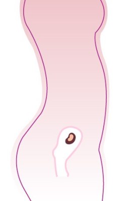 Entwicklung-Embryo, Entwicklung-Baby: 9 SSW (Schwangerschaftswoche)