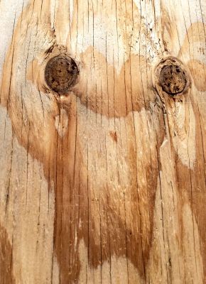 Holz mit Gesicht in der Maserung
