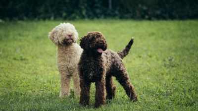 Lagotto Romagnolo sind bekannt für ihre gute Nasenarbeit und werden unter anderem als Trüffelsuchhunde eingesetzt.