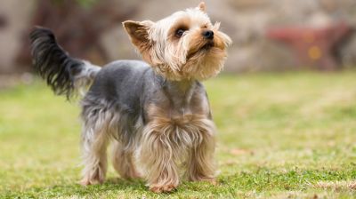 Yorkshire Terrier mit frechem Styling