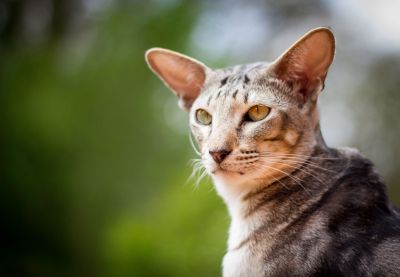 Orientalisch Kurzhaar-Katzen haben ein sehr feines, eng anliegend Fell ohne Unterwolle.