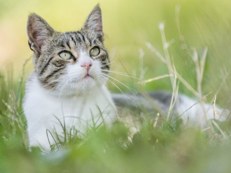 Katze liegt auf dem Rasen 