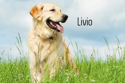 Livio