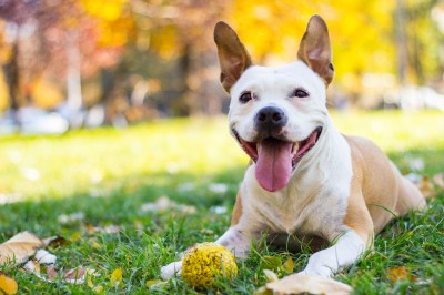 Warum rennen Hunde eigentlich dem Ball hinterher?