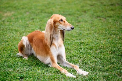 Los Saluki: Die älteste Hunderasse der Welt