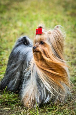 Yorkshire Terrier