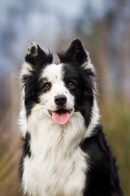 Platz 10: Border Collie