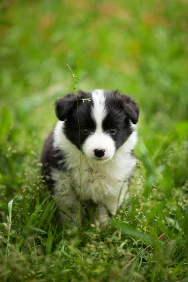 Border Collie