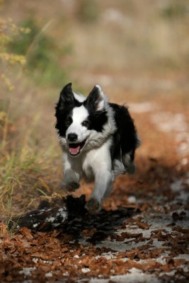 Border Collie