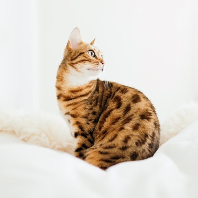 Die süßesten und schönsten Tiere auf Instagram Die süßesten und schönsten Tiere auf Instagram