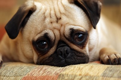 1. Dem Hund in die Augen starren 1. Dem Hund in die Augen starren