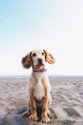 2. Den Hund vollquasseln 2. Den Hund vollquasseln
