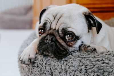 2. Den Hund vollquasseln 2. Den Hund vollquasseln