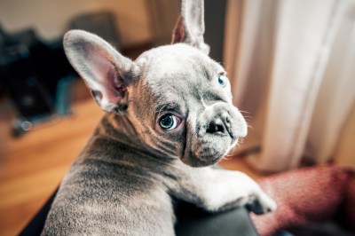 2. Den Hund vollquasseln 2. Den Hund vollquasseln