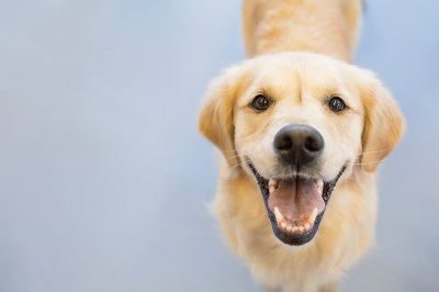 1. Dem Hund in die Augen starren 1. Dem Hund in die Augen starren
