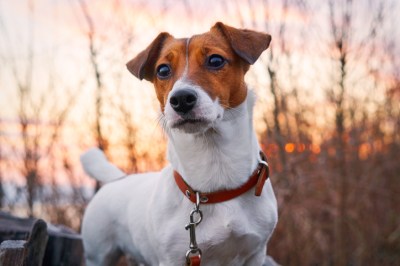 terrier jack russell