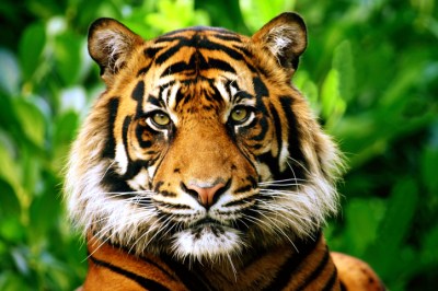 Tigre